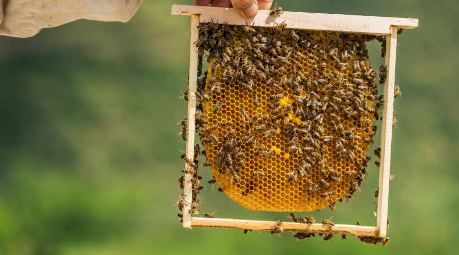 how-to-start-a-beekeeping-business