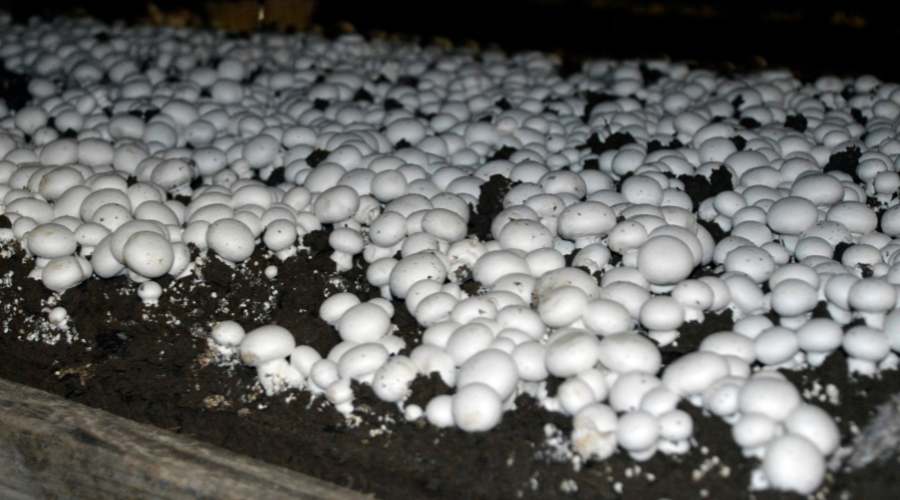 how-to-start-a-mushroom-farm