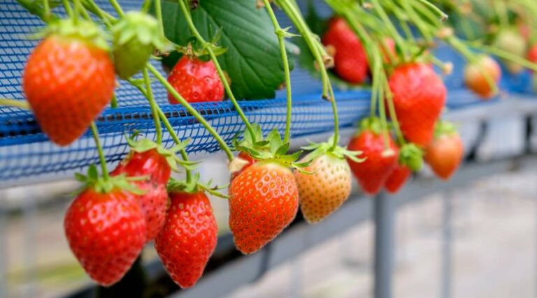 how-to-start-a-strawberry-farm
