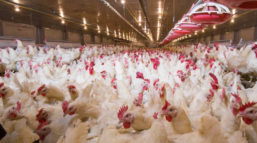 how-to-start-chicken-farming-business